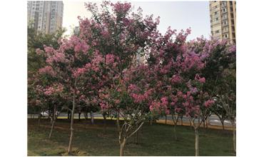 夏秋季節(jié)，錫城首次驚現(xiàn)紫薇花開美景